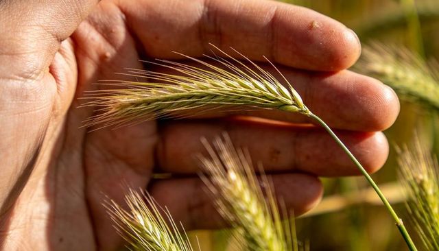 Holding barley head, farm hand inspecting grain closeup at golden hour with awns