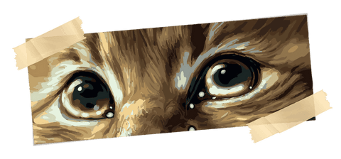 Stylized cat eye illustration with transparent background