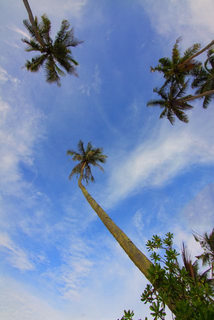 Looking Up at Tall Palm Trees Against Blue Sky - Download Free Stock Photos Pikwizard.com