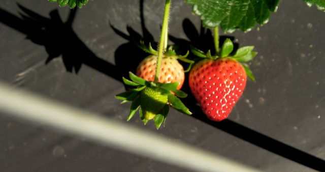 Ripening strawberry plant showcasing green to red transition. Ideal for agricultural, gardening, and food-related projects, emphasizing natural growth and healthy produce.