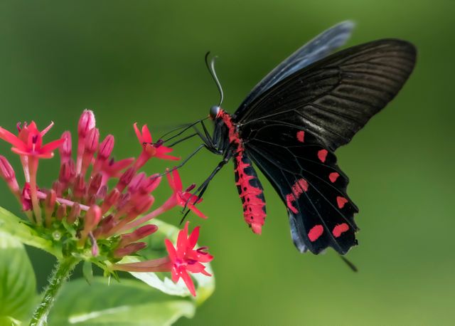 Butterfly with striking black and red coloration sitting on pink flowers. Captured in a lush garden, with narrow depth of field blurring the green background to highlight the butterfly and blossoms. Ideal for nature-themed projects, educational materials, articles on pollination and insects, garden displays, and wildlife photography-focused content.