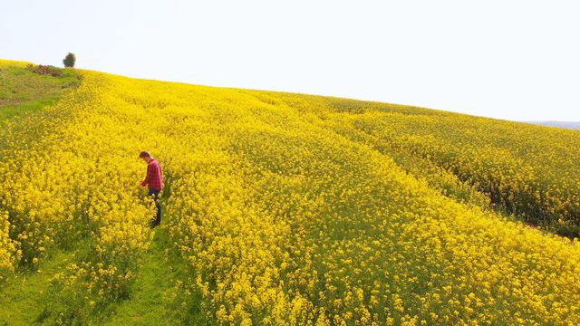 The image depicts a redhead man standing amidst a large, vibrant mustard field, demonstrating a sense of solitude and appreciation for nature. This photo is perfect for use in campaigns related to rural tourism, agricultural practices, or advertising natural beauty products. The stunning contrast of the man's red hair and plaid shirt against the yellow backdrop adds a visual interest that captures viewers’ attention.