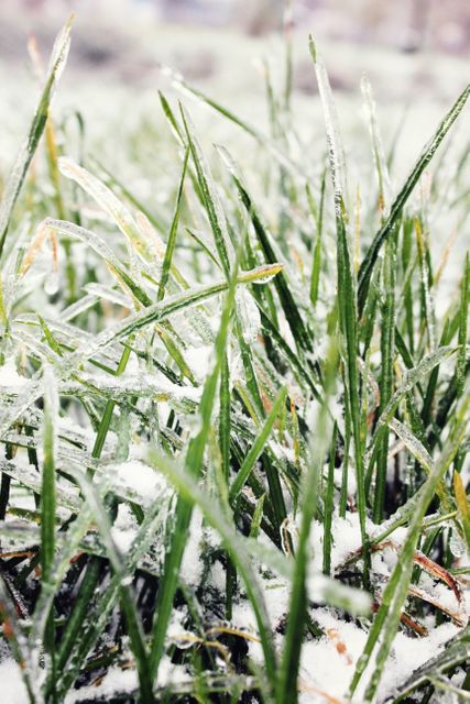 Frost-covered grass blades on cold morning, showcasing nature's beauty during winter. Ideal for illustrating seasonal changes, winter landscapes, and nature.