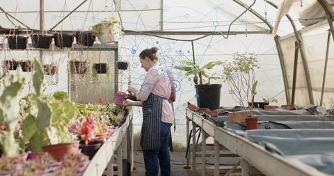 Greenhouse gardener potting succulents and cacti on metal bench wearing striped apron