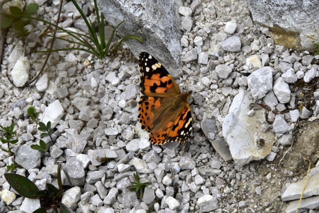 Orange butterfly with beautiful, detailed wings resting on white stones in natural setting. Perfect for use in nature-themed content, educational materials on butterflies and their habitats, summer and outdoor-themed designs, wildlife articles, and environmental conservation projects.