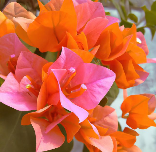 Highlighted by bold orange and pink petals, bougainvillea flowers showcase nature's vivid color palette. Perfect for projects related to gardening, floriculture, natural beauty, wallpapers, or to add a touch of color and life to any visual content.