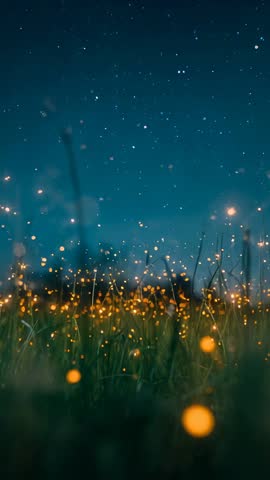 Fireflies flickering above tall grass during dusk-to-night transition vertical video