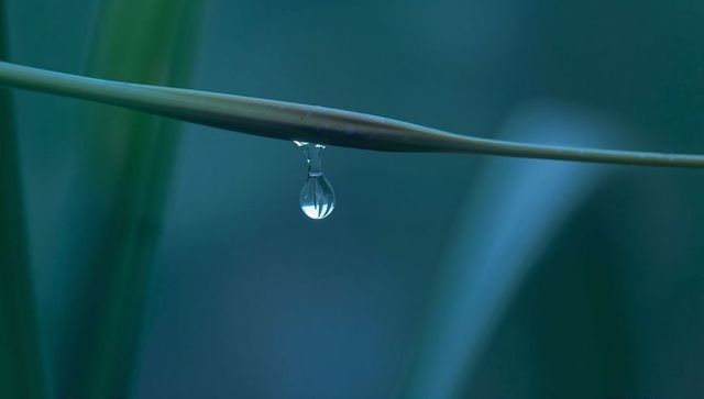 Single teardrop dew hanging from grass blade with soft teal bokeh macro