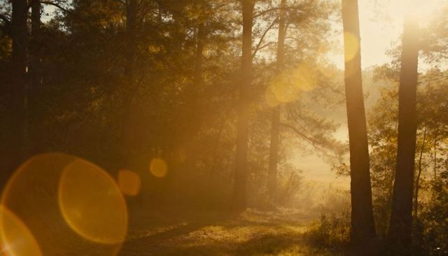 Golden morning sunbeams streaming through pine forest mist along winding grassy path