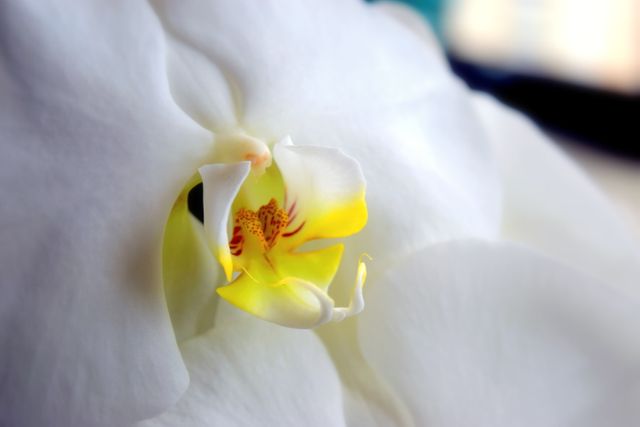 Close-Up of White Orchid in Bloom - Download Free Stock Photos Pikwizard.com
