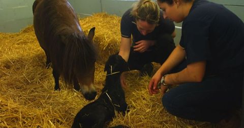 Veterinary care for newborn foal with attentive mother
