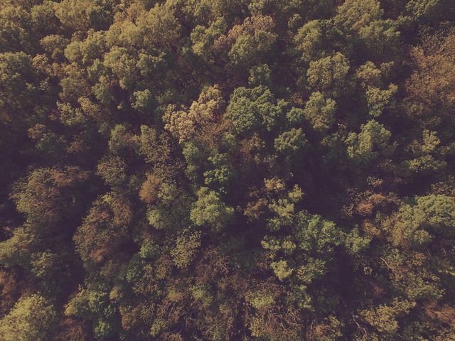 Aerial perspective of dense forest showcasing treetops and lush green foliage, capturing natural beauty and tranquility. Ideal for use in environmental projects, conservation advocacy, travel promotions, and backgrounds for nature-related designs.