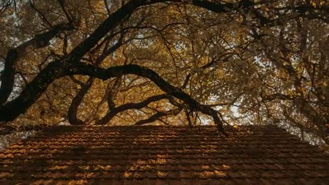 Sunlit Oak Branches Over Rustic Clay Tile Roof