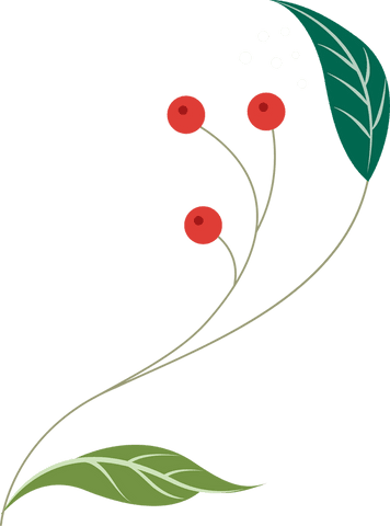 minimal botanical design with berries on transparent background - Download Free Stock Videos Pikwizard.com