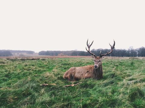 Resting stag with majestic antlers in grassy meadow