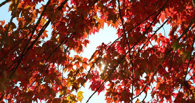 Close up of tree with red autumn leaves over blue sky on sunny day. Autumn, seasons, nature and weather.