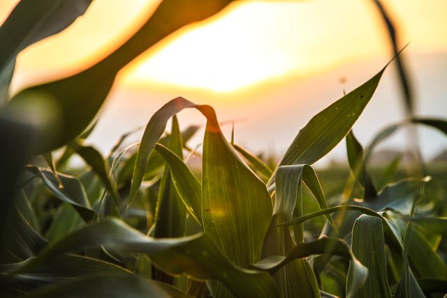Corn plants bask in the golden hour sunlight during late afternoon. Perfect for use in agricultural advertisements, farming promotional materials, or rural-life blog posts and websites.
