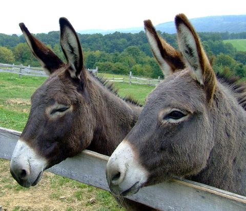 Pair of Donkeys Standing Peacefully Near Wooden Fence