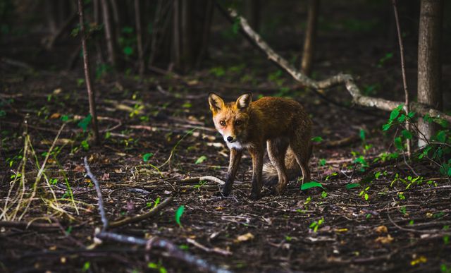 Captivating image of solitary fox exploring forest floor within dense tree coverage. Perfect for nature-related content, wildlife conservation campaigns, educational materials on forest ecosystems, and outdoor adventure promotions.