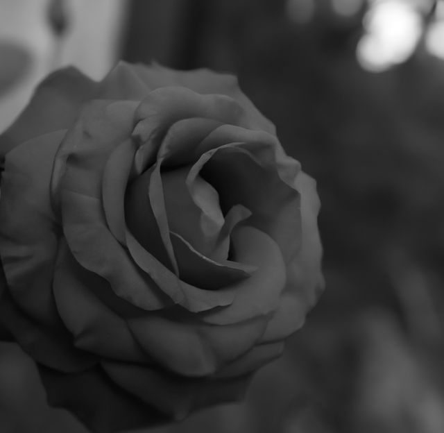 Close up of black and white rose on blurred background. Flowers, nature, harmony and colour concept.