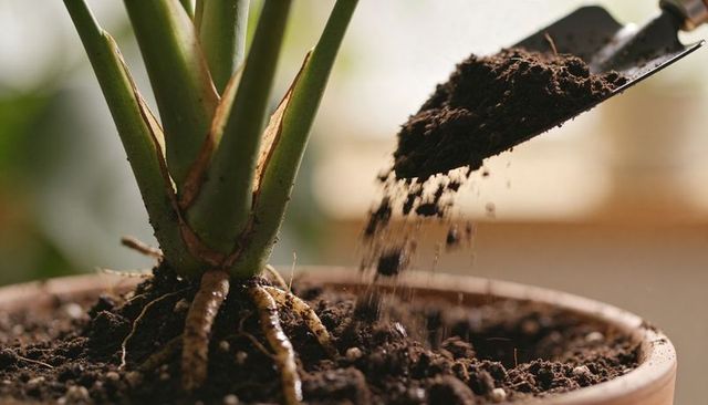 Repotting houseplant with exposed roots, adding potting soil with trowel in warm sunlight