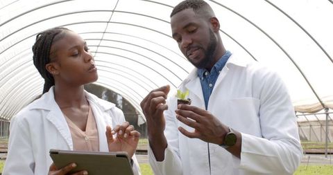 Agricultural scientists discuss hydroponic plant growth in greenhouse