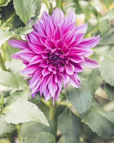 Blooming magenta dahlia with layered petals and soft green leaves