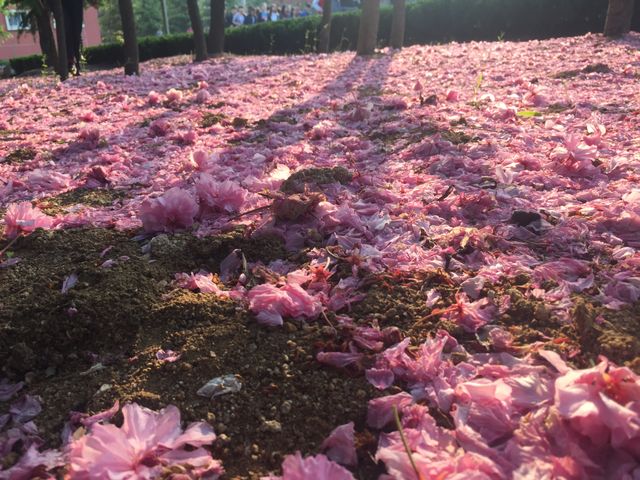 This depicts the ground covered in pink cherry blossom petals beneath trees in an outdoor park during springtime. Ideal for themes of natural beauty, spring, and seasonal change. Use for travel articles, blogs about nature, environmental awareness, or floral themes.