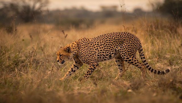 Cheetah stalking through african savanna at dusk