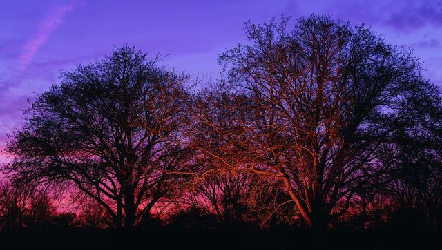 Magenta twilight silhouetting leafless trees with rim-lit branches over park horizon