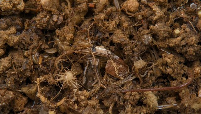 Macro close-up showing translucent microarthropods crawling through damp potting mix with root hairs