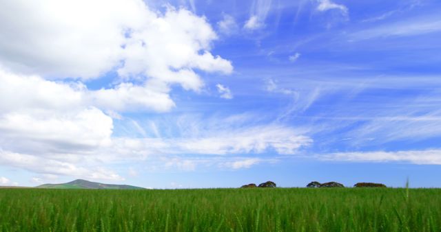 Depicts a wide open green field stretching to the horizon beneath a vibrant blue sky with scattered clouds. Perfect for use in projects related to nature, environment, agriculture, and wellness. Suitable as a backdrop for promotional materials, travel ads, websites, or to convey tranquility and natural beauty.