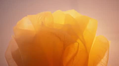 Translucent Yellow Bloom Unfolding in Warm Backlight — Macro Floral Motion Study