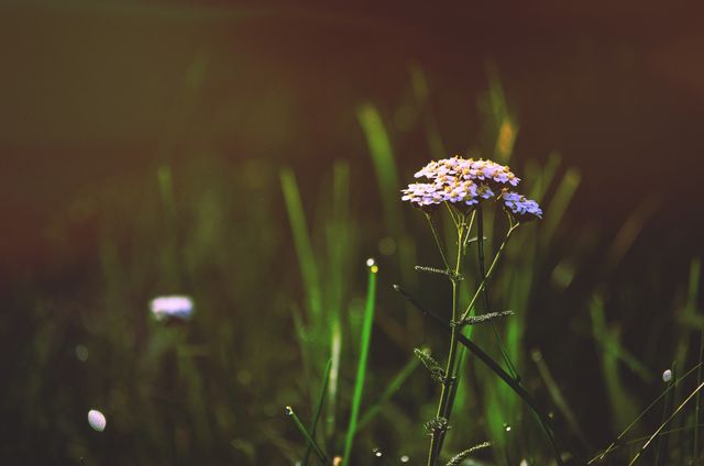 Wildflower Blooming in Sunlit Meadow - Download Free Stock Photos Pikwizard.com