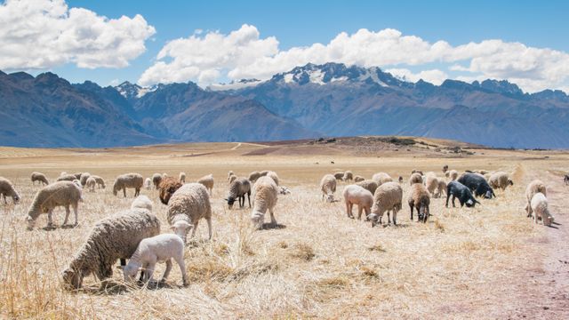 Flock of Sheep Grazing in Peruvian Highlands with Mountain Background - Download Free Stock Photos Pikwizard.com