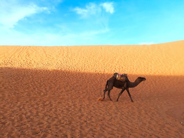Camel walking through expansive desert sand dunes beneath clear blue sky. Perfect for travel magazines, nature documentaries, adventure blogs, or wildlife photography use—evoking a sense of isolation and natural beauty.