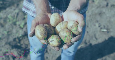 Hands Showcasing Freshly Harvested Potatoes Over Agrarian Land with Market Chart