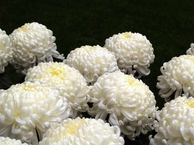 White chrysanthemums blossoming in garden offer a serene scene. Perfect for floriculture guides, gardening websites, floral arrangement inspiration, and botanical blogs highlighting garden beauty.