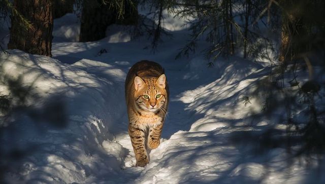 Bobcat walking sunlit snow trail in conifer forest leaving paw prints, green-eyed stare