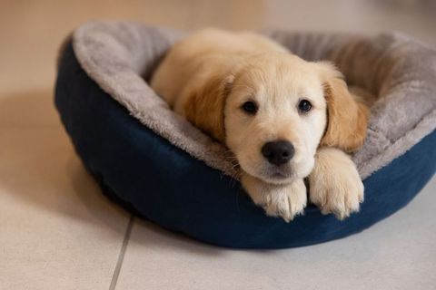 Golden Retriever Puppy Resting in Plush Navy Bed, Paws Over Rim, Cozy Indoor Portrait