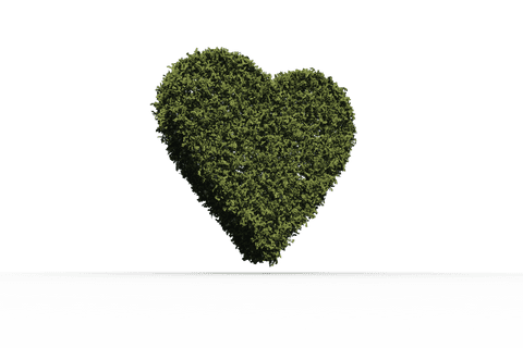 heart shaped green leaves transparency for designs - Download Free Stock Videos Pikwizard.com