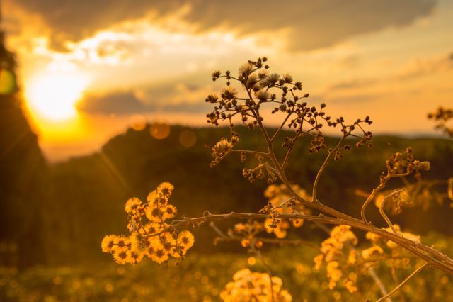 Sunset Over Flowering Field with Vibrant Golden Light - Download Free Stock Photos Pikwizard.com