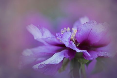 Close-up soft purple hibiscus blooming with layered petals and dreamy bokeh background