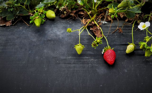 Beautiful ripe red strawberry hanging from plant, surrounded by unripe green strawberries still growing. Ideal for use in articles about gardening, organic farming, healthy eating, or the growth process of fruits. Powerful imagery for advertisements promoting natural and fresh produce.