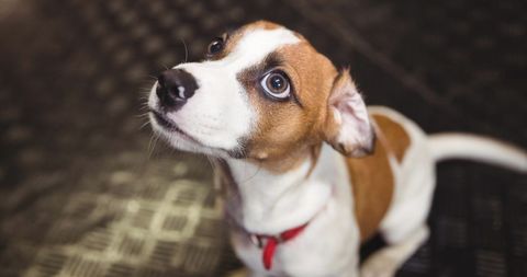 Adorable Brown and White Terrier with Red Collar Looking Up - Download Free Stock Images Pikwizard.com