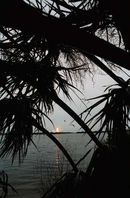 Shuttle Discovery Lift-Off Seen Through Tree Fronds Over Water at Dawn - Download Free Stock Images Pikwizard.com