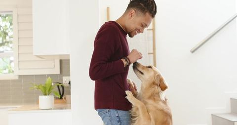 Man feeding golden retriever treat in bright modern kitchen showing affectionate bond