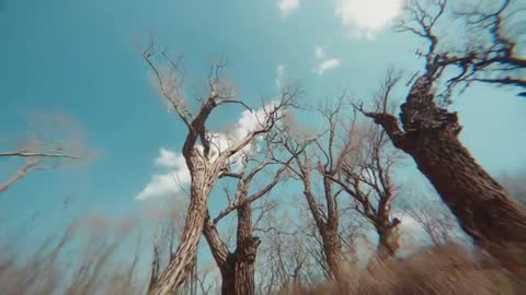 Dynamic Camera Movement Through Leafless Trees in Autumn