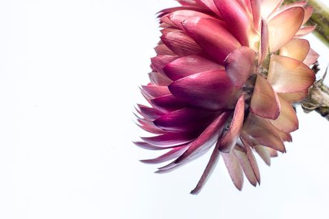 Vibrant Strawflower Petals Against Clean White