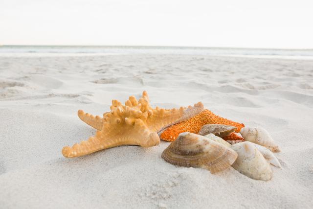 Starfishes and shells on sand at beach